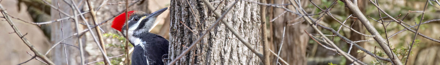 Pileated Woodpecker.