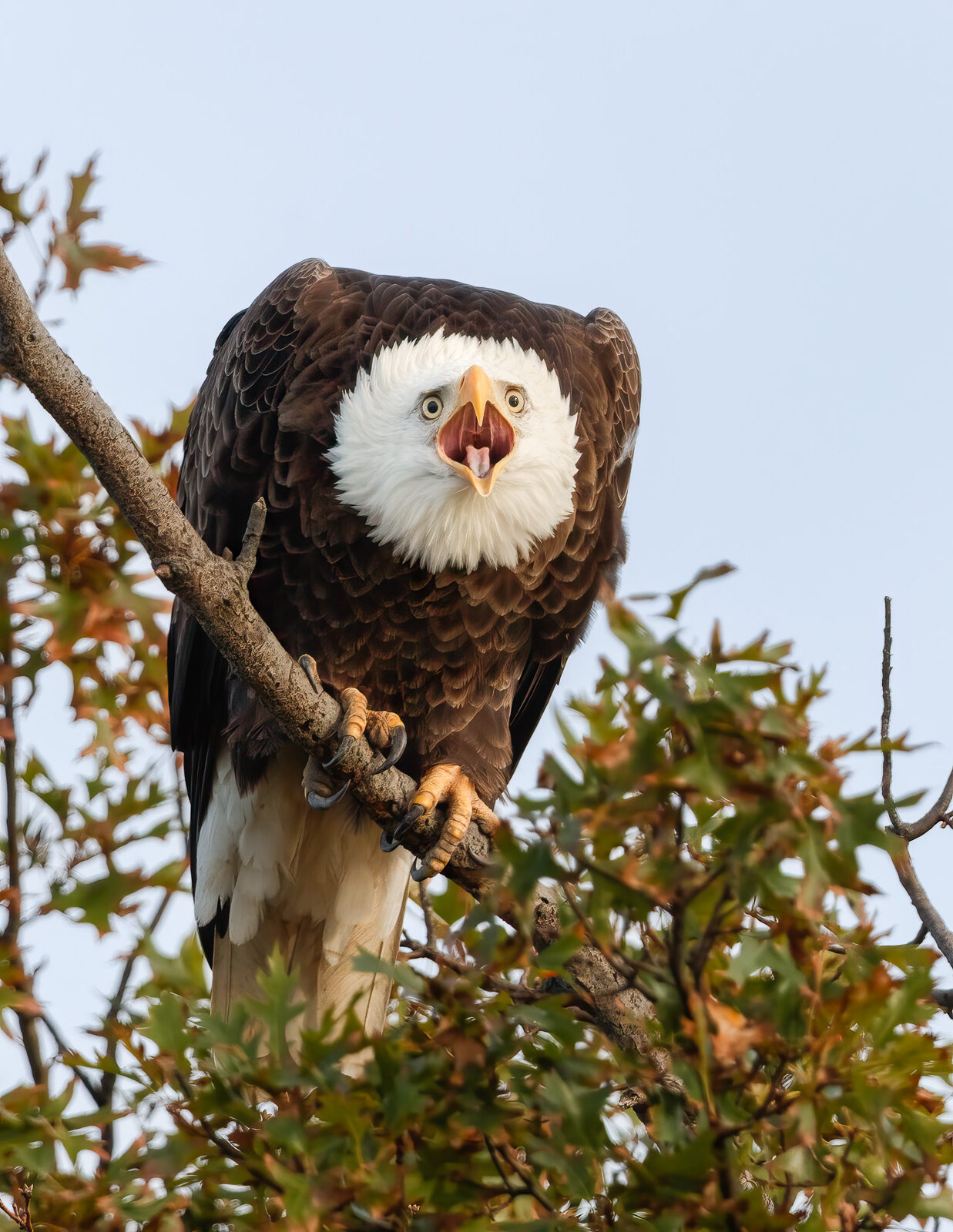 Adult Bald Eagle.  Photo by Jerry amEnde.