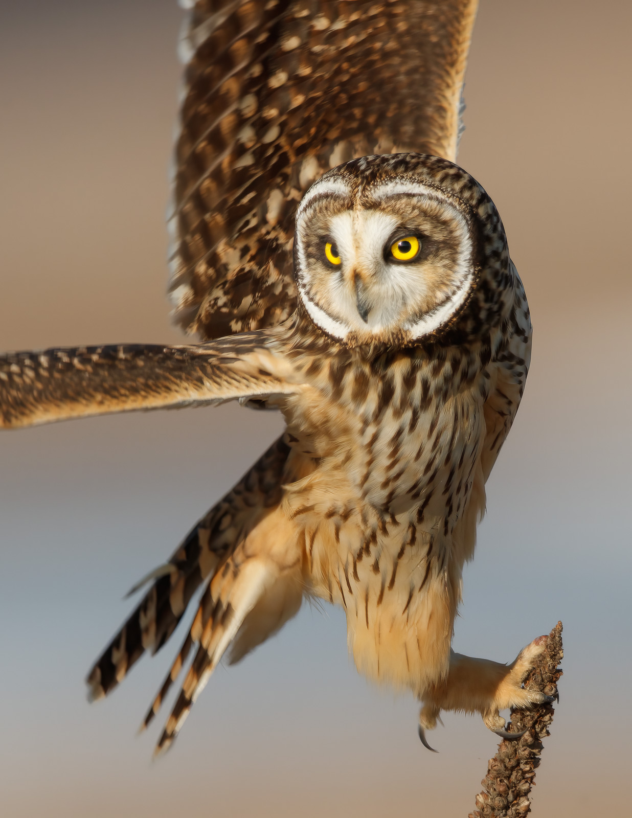 Short-eared Owl at Shearness.  Photo by Jerry amEnde