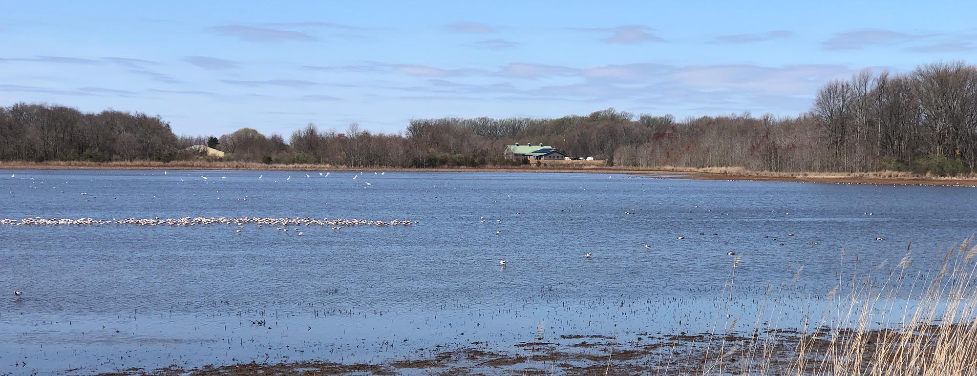 Raymond Pool in early April.  A flock of American Avocets tightly bunched in the foreground, with Great Egrets behind them and Northern Shovelers scattered throughout.  Visitor Center with the green roof in the background. 