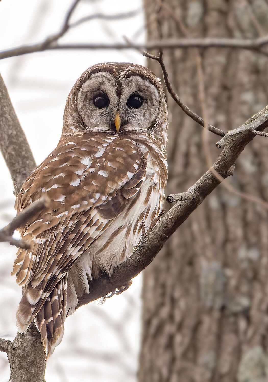 Barred Owl