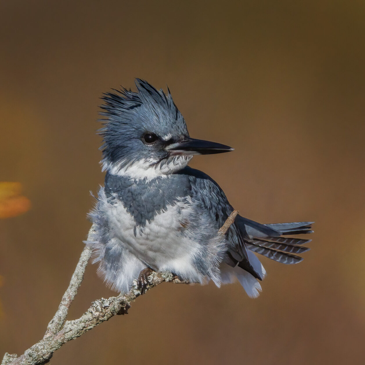 Male Belted Kingfisher.  Photo by Jerry amEnde.