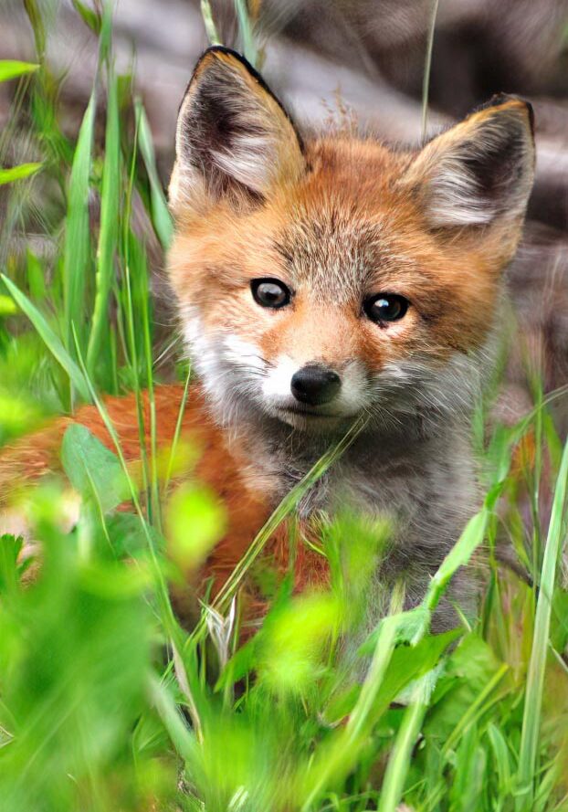 Red Fox kit.  Photo by Karen Dever